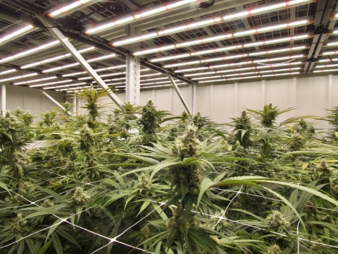 Harbor Farmz’s state-of-the-art cannabis cultivation and processing facility utilizing Fluence’s LED lighting technology. (Photo: Business Wire)
