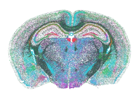 The Vizgen MERFISH Mouse Brain Receptor Map dataset contains 554,802,908 transcripts and 734,696 cells representing the largest dataset of single-cell spatial transcriptomics publicly available to date. (Photo: Business Wire)