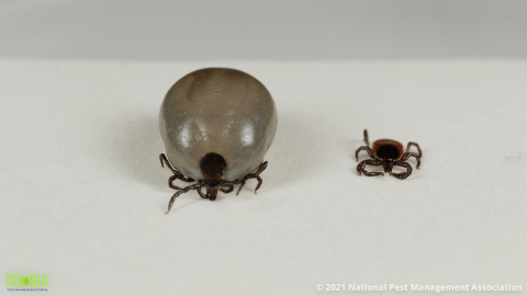 Blacklegged (Deer) Ticks: Engorged Female & Un‑engorged Female (Photo: Business Wire)