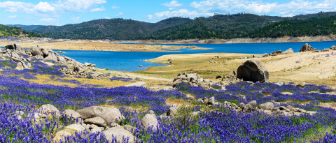 Purple fields of wildflower lupines super bloom on the empty shore of drained Folsom Lake, California. (Photo: Business Wire)