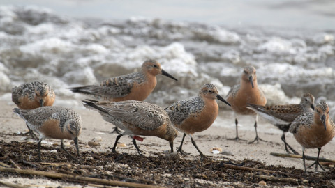 Atlantic Shores Offshore Wind collaborates on a second survey of the red knots migration. (Photo: Business Wire)