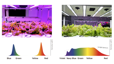 Cultivation using LED lighting which acts as an artificial growth promoter in cow and cultivation using natural sun spectrum LED (Graphic: Business Wire)