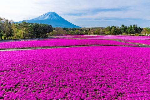 thumbnail (Photo: Business Wire)