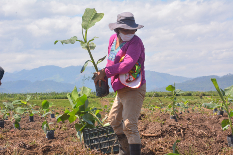 Replanting bananas in Honduras. Restoring fields and livelihoods destroyed by Hurricanes Eta and Iota in November 2020. (Photo: Business Wire)