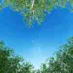 Forest_Heart_Sky.jpg