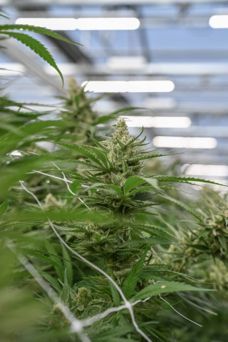 original Fluence by OSRAM announced implementations with two major cannabis cultivators in Israel, Springs Valley Cannabis and UNIVO, through Fluence’s ongoing partnership with REMY, a leading horticultural lighting provider to the country’s growing agriculture industry. Photo courtesy of Fluence by OSRAM