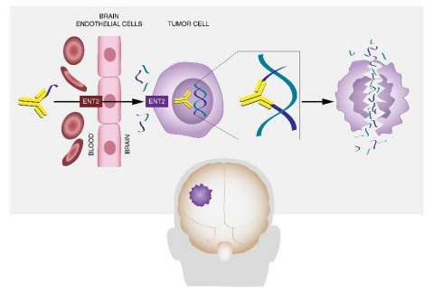 The antibody PAT-DX1 acts by a unique mechanism to cross the blood brain barrier and kill brain cancer cells and metastases, reducing tumor size and increasing survival. (Graphic: Business Wire)