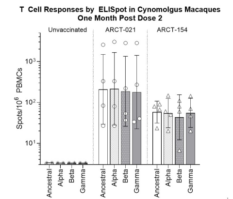 T cell responses from non-human primates assessed one month after second dose of 7.5 mcg; SARS-CoV-2 spike specific T cell responses were analyzed by ELISpot assay using overlapping 15-mer peptides spanning the entire spike antigen from the ancestral SARS-CoV-2 strains or the Alpha, Beta, and Gamma variants of concern. Spot Forming Units (SFU) were determined after background subtraction of unstimulated controls. Bars indicate mean values and error bars indicate standard deviation. (Photo: Business Wire)
