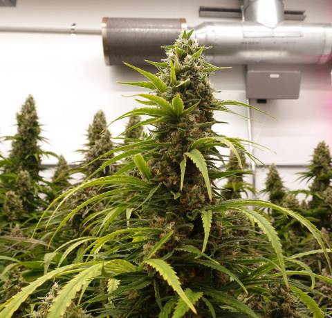 Fluence’s study with Texas Original Compassionate Cultivation found that plants grown under PhysioSpecTM BROAD R4 were free of photobleaching in their upper buds, a development that typically occurs in plants grown with a higher fraction of red light. (Photo: Business Wire)