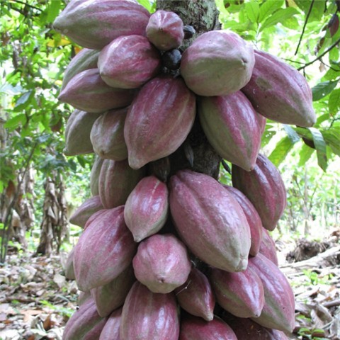 Cargill partners with vertical farming leader AeroFarms in first-of-its-kind research focused on cocoa production (Photo: Business Wire)