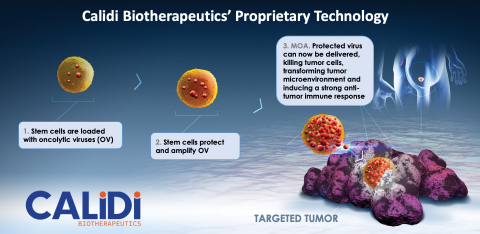 original Calidi Biotherapeutics' Novel Allogeneic Stem Cell Delivery Platform for Oncolytic Viruses (Graphic: Business Wire)