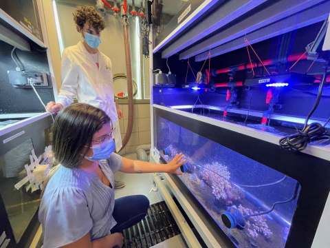 KAUST marine scientist Dr. Helena Villela assesses the health of corals in controlled aquarium environments. Pedro Cardoso, a master's and doctoral student, studies the coral polyps to understand their threshold of survival under stress. (Photo: KAUST / JWest)