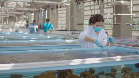 KAUST Marine Scientist Dr. Raquel Peixoto administers probiotics, or Beneficial Microorganisms for Corals (BMC), to Pocillopora verrucosa coral in controlled aquarium environments. (Photo: KAUST)