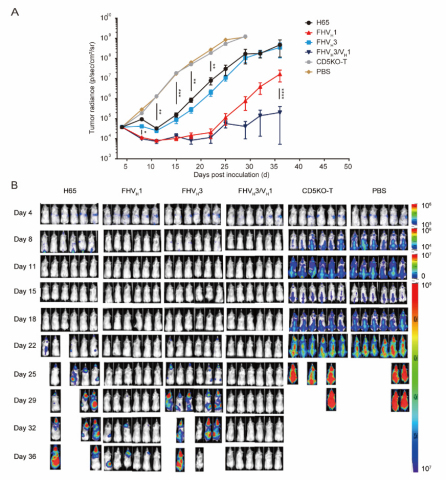 The in vivo antitumor activity of CD5-targeting CAR-T cells in the tumor model established by SUP-T1: (A) Mouse tumor burden of each treatment group at the indicated time points. The results are displayed as mean ± SEM (n = 6). (B) Growth and staging of the tumor monitored by bioluminescence imaging. (Graphic: Business Wire)