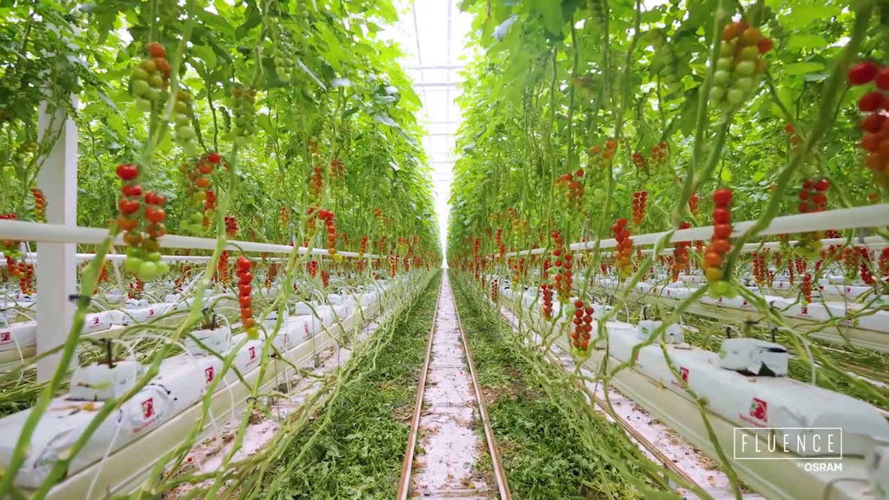 Fluence’s LED lighting technology illuminates HortiPolaris’s innovative greenhouse in Beijing, China, which cultivates 2,000 square meters of lettuce and 22,850 square meters of tomatoes.