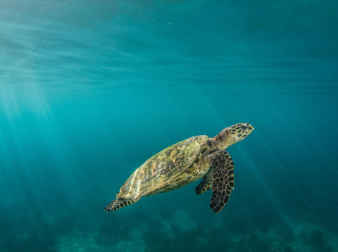 Mary Kay has partnered with The Nature Conservancy to protect the critically endangered species of hawksbill sea turtles through the fostering of female-led ecotourism in the Solomon Islands. © Christophe Mason-Parker