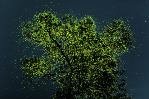 Just before Monsoon, these fireflies congregate in certain regions of India and on a few special trees like this one, they are in crazy quantity which can range in millions. This particular image is a stack of 32 images (30 seconds exposure each) of this tree taken on a tripod. Later the images were stacked in Adobe Photoshop. This image contains 16 minutes of viewing time of this amazing tree. [Prathamesh Ghadekar, India]