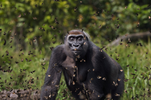 A western lowland gorilla (Gorilla gorilla gorilla) female ‘Malui’ walking through a cloud of butterflies she has disturbed in a bai. Bai Hokou, Dzanga-Sangha Special Dense Forest Reserve, Central African Republic. [Anup Shah, United Kingdom]
