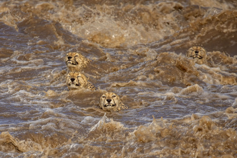 Incessant rains in Masai Mara had caused the Talek river to flood. This unusual coalition of five male cheetahs (Tano Bora – Fast Five), were looking to cross this river in terrifyingly powerful currents. It seemed a task doomed to failure and we were delighted when they made it to the other side. This was a timely reminder of the damage wreaked by human induced climate change. [Buddhilini de Soyza – Australia]