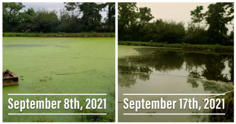 Troy, Alabama Mobile Home Park, open-air sewage lagoon, before and after just 8 days of treatment by OriginClear's innovative biofilm process Pondster™ brand, modular lagoon treatment system. (Photo: OriginClear)