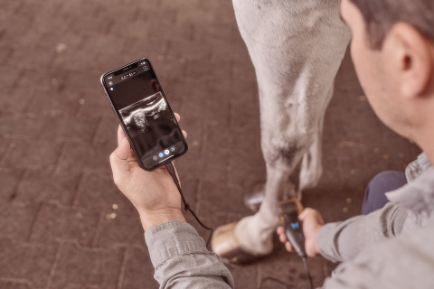 New iQ+ Vet Ultrasound in Equine Setting (Photo: Business Wire)