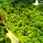 モルパス・ウッドランズ・グループ、森林カーボンオフセット・プロジェクトが100万エーカーを超える