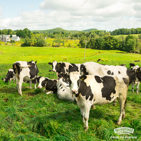True to Its Mission, Stonyfield Organic Yogurt Will Expand Its Direct Supply Program in Response to Farmers Losing Horizon Contracts (Photo: Business Wire)
