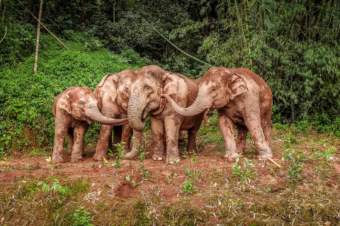 Les éléphants d’Asie jouent avec la boue. (Photo de Zha Wei)
