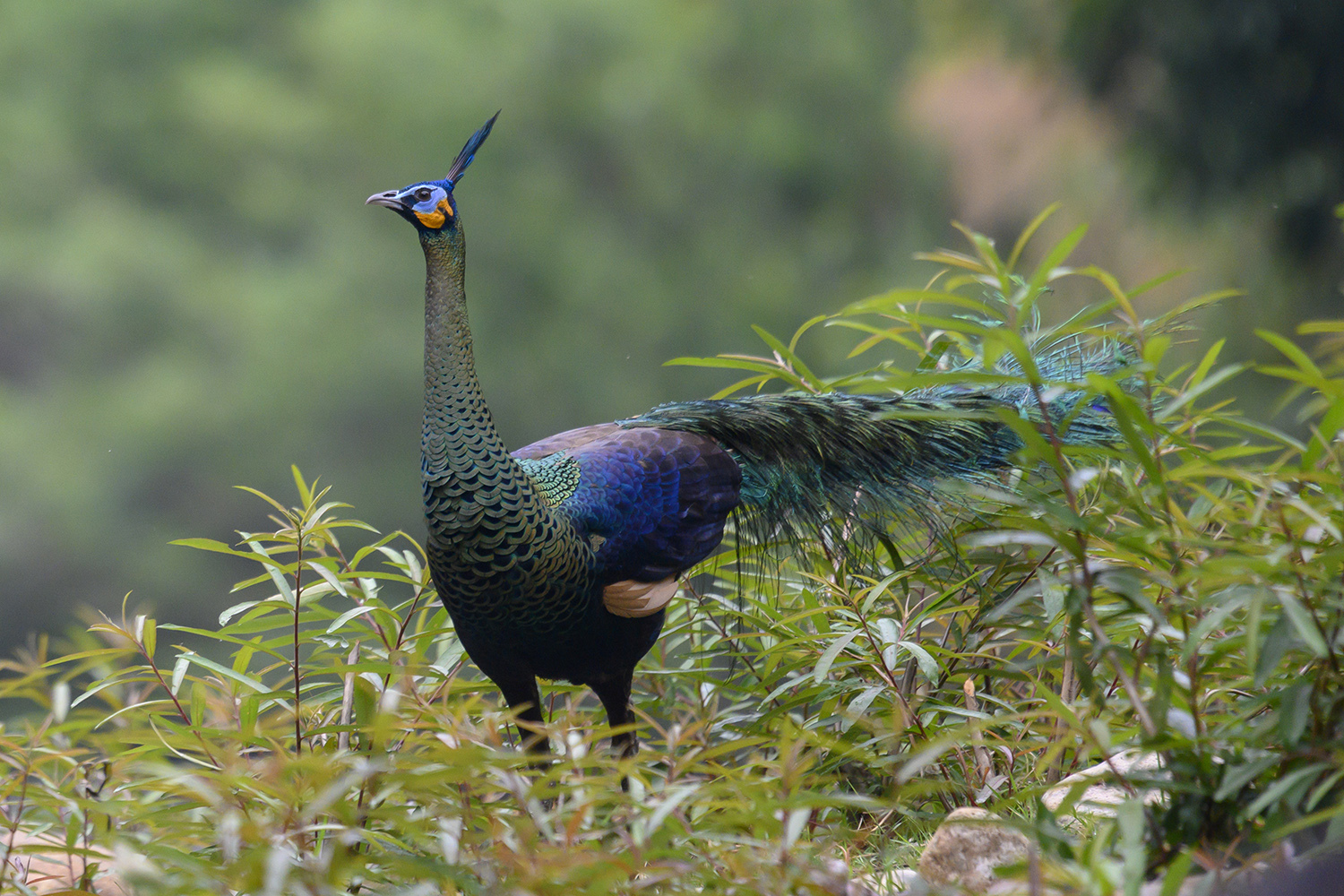 COP15 Update in Yunnan, China: The Population of Endangered Species, Green  Peafowl, Has Shown Steady Increase | Business Wire