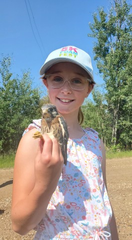 A local student helps Lafarge Canada with their annual kestrel banding project. (Photo: Business Wire)