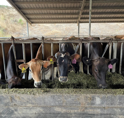 During the 50-day trial on the Straus Dairy Farm, enteric methane emissions were reduced in 24 dairy cows by an average of 52 percent, and as much as 90 percent. (Photo: Business Wire)