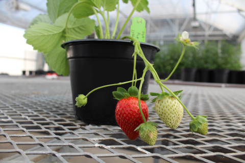 Simplot’s and PSI’s gene edited strawberry plants (Photo: Business Wire).