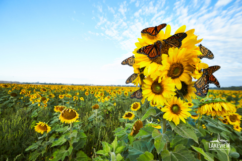 Photo of sunflowers and butterflies at Lakeview Village, Photographed by Nation Wong Photography