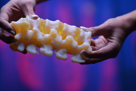 Anatomic model of a spine printed on the Stratasys J750 Digital Anatomy Printer (Photo: Business Wire)