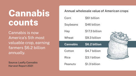 America’s first national-level agricultural report on cannabis from Leafly finds that legal cannabis supports more than 13,042 American farms and is now worth more than cotton. (Graphic: Business Wire)