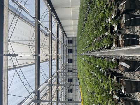 Fluence’s VYPR 2p is used as a supplemental light source to ensure consistent and uniform light intensity throughout the 12-hour photoperiod—all year round. This promotes higher, more frequent, and consistent yields. (Photo: Business Wire)