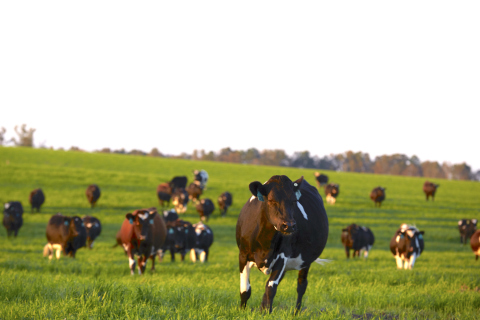Hart Dairy secures a $20 million investment to fuel pasture-raised and grass-fed 365 days per year dairy movement for farm acquisitions and enhanced marketing strategies. (Photo: Business Wire)