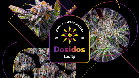 Leafly named cannabis strain Dosidos the 2021 Strain of the Year for its breakthrough market impact and award-winning genetics that deliver a classic OG stone (Graphic: Business Wire)