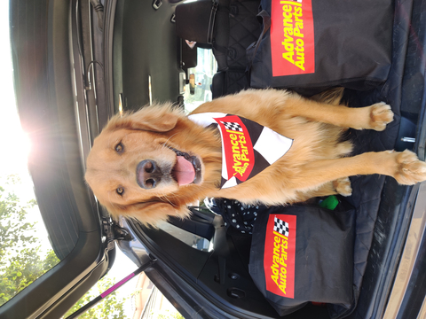 This holiday season, pups and their paw-rents are invited to stop by a participating Advance Auto Parts store for road trip essentials and a free gift, as modeled by Sammy the Golden Retriever (Instagram: @sammythegolden247). (Photo: Business Wire)