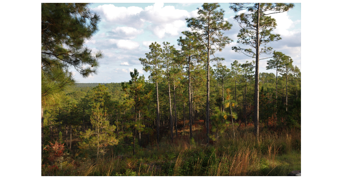 Tellurian to Donate 25 Million to the National Forest Foundation for