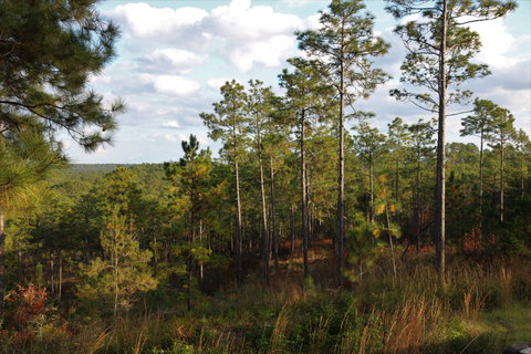 Kisatchie National Forest , Louisiana (Photo: Business Wire)