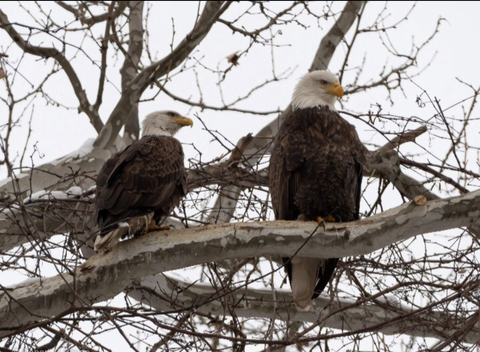 Bald Eagles Nesting at U. S. Steel's Mon Valley Works Irvin Plant outside of Pittsburgh, Pennsylvania (Photo: Business Wire)