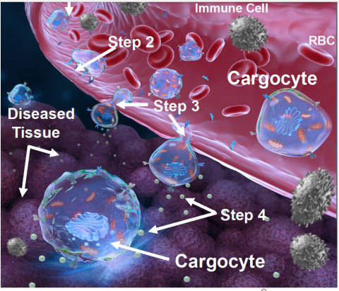 Figure demonstrating Cargocyte Transmigration out of the vasculature (steps 1-3) and penetration into diseased tissues (step 4) followed by therapeutic production at the site of disease (step 4). (Graphic: Business Wire)