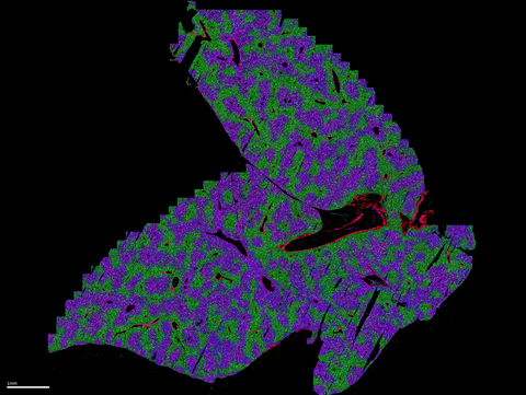 MERSCOPE Platform image of the spatially resolved expression of a select subset of seven genes from Vizgen’s MERFISH Mouse Liver Map. Aldh3a2 in purple, Col1a2 in bright red, Cyp1a2 in blue, Pck1 in green, Serpinh1 in dark red, Stab2 in white, and Vwf in magenta. (Photo: Business Wire)