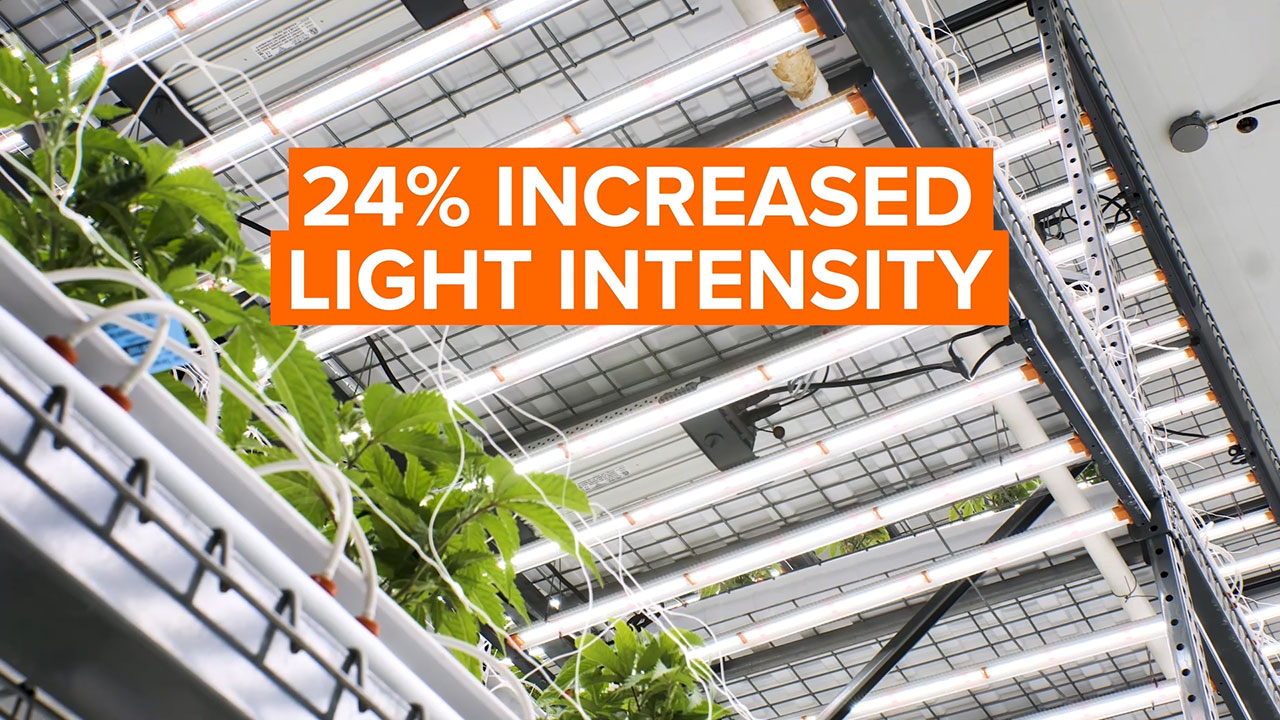 SPYDR 2h is Fluence's high-output addition to its LED lighting solutions portfolio. The high-intensity fixture joins the company’s SPYDR series and produces a photosynthetic photon flux of 2,100 μmol/s, a 24% increase over previous fixtures.