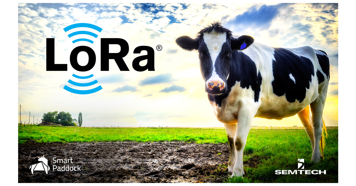 Semtech Announces LoRaWAN® Integration For Smart Paddock’s Smart Cattle ...