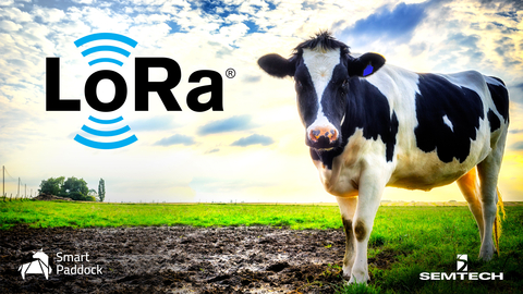 智能围场的智能GPS耳标,“蓝铃,远程监控牲畜通过Semtech罗拉®设备和LoRaWAN®标准(照片:业务线)