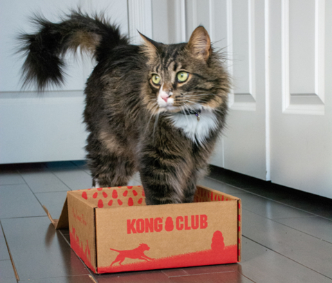 KONG Club has memberships especially curated for cats and their parents - of course the empty box is a favorite toy too! (Photo: Business Wire)