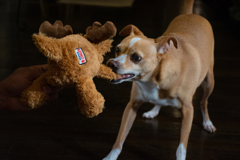 Dogs can't wait to play with their monthly KONG Club toys! Their humans use the KONG Club app to connect 1:1 with pet coaches, vets, behaviorists and nutritionists to help their furry family members live a long and healthy life. (Photo: Business Wire)