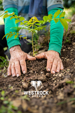 Westrock Coffee's 2020-2021 Sustainability Report highlights proprietary programs developed to support farmer development, climate change mitigation, digital traceability, and economic transparency throughout the supply chain. (Photo: Business Wire)